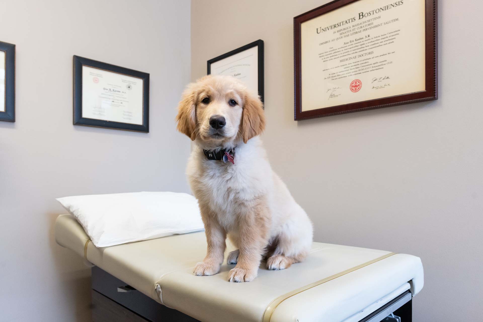 Photo of puppy on exam table